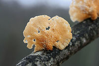 Hexagonal-pored Polypore (Neofavolus alveolaris) Growing on a hardwood branch at the edge of a dense mixed forest.<br />
https://www.jungledragon.com/image/71549/hexagonal-pored_polypore_neofavolus_alveolaris.html<br />
https://www.jungledragon.com/image/71550/hexagonal-pored_polypore_neofavolus_alveolaris.html Geotagged,Neofavolus alveolaris,United States,Winter