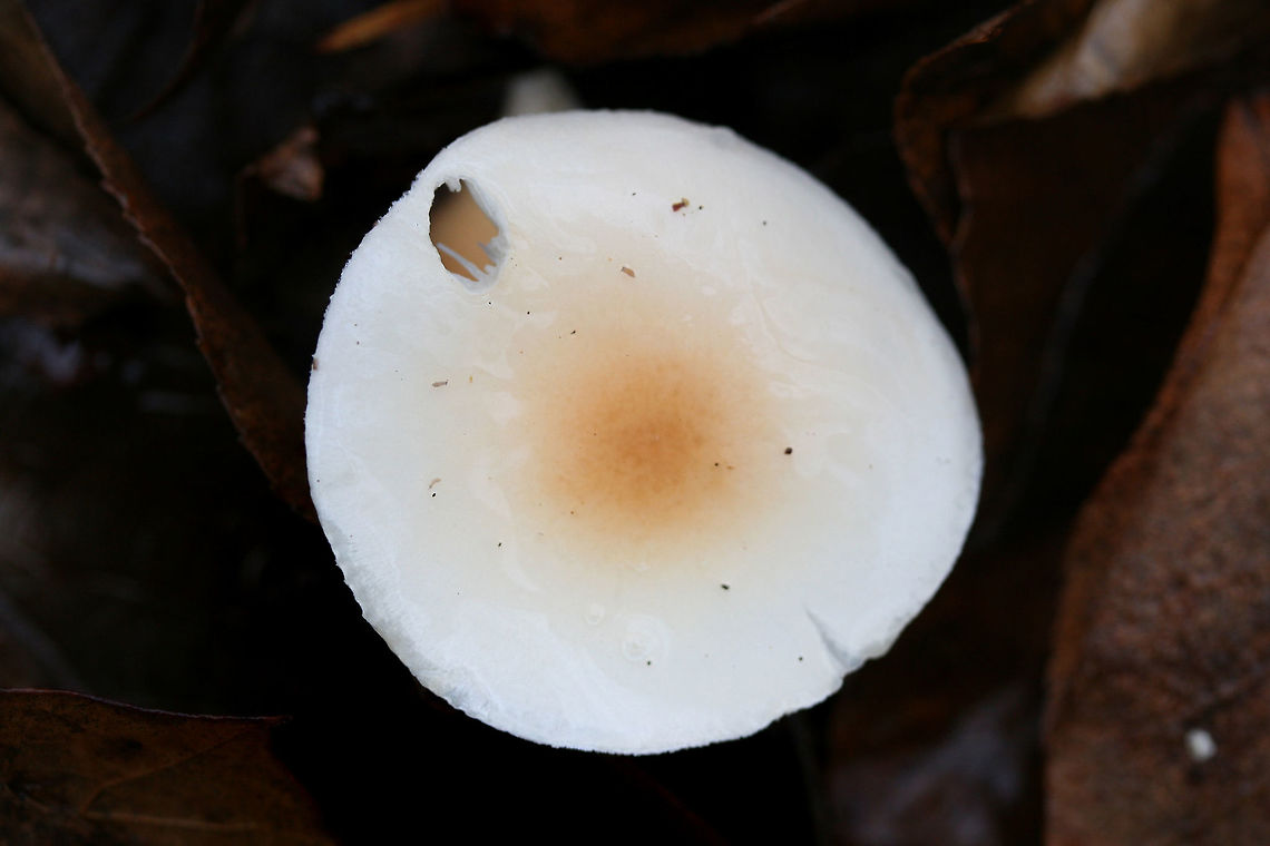Hygrophorus pudorinus group? Habitat: Growing in deep leaf litter on the side of a ridge (under Carya sp. and Quercus sp. in a dense mixed hardwood/coniferous forest in Northwest Georgia (Gordon County), US.<br />
<br />
Fertile surface: white, shortly decurrent,<br />
<br />
Stipe: white to cream, long, (slender and curving in some specimens), Punctate upper stem. Flocculence/pubescence on its entirety.<br />
<br />
Pileus: depressed in shape, white overall with central darkening (to cinnamon shade) . Covered in thick, clear, “goopy” slime. Margin is pubescent.<br />
<br />
Odor/Flavor: Indistinct to pleasant (slight flowery notes)<br />
<br />
Spore print: white<br />
<br />
Note: I'm looking at Hygrophorus discoideus as a possible ID as well. This may be an undescribed species as it is occur under hardwoods (rather than conifers). I would love to get these sequenced one day!<br />
<figure class="photo"><a href="https://www.jungledragon.com/image/71554/hygrophorus_pudorinus_group.html" title="Hygrophorus pudorinus group?"><img src="https://s3.amazonaws.com/media.jungledragon.com/images/3231/71554_thumb.jpg?AWSAccessKeyId=05GMT0V3GWVNE7GGM1R2&Expires=1759968010&Signature=B3fu%2BJFZVRIGEOBq7bFjx6MIPx4%3D" width="200" height="134" alt="Hygrophorus pudorinus group? Habitat: Growing in deep leaf litter on the side of a ridge (under Carya sp. and Quercus sp. in a dense mixed hardwood/coniferous forest in Northwest Georgia (Gordon County), US.<br />
<br />
Fertile surface: white, shortly decurrent,<br />
<br />
Stipe: white to cream, long, (slender and curving in some specimens), Punctate upper stem. Flocculence/pubescence on its entirety.<br />
<br />
Pileus: depressed in shape, white overall with central darkening (to cinnamon shade) . Covered in thick, clear, “goopy” slime. Margin is pubescent.<br />
<br />
Odor/Flavor: Indistinct to pleasant (slight flowery notes)<br />
<br />
Spore print: white<br />
<br />
Note: I'm looking at Hygrophorus discoideus as a possible ID as well. This may be an undescribed species as it is occur under hardwoods (rather than conifers). I would love to get these sequenced one day!<br />
https://www.jungledragon.com/image/71552/hygrophorus_pudorinus_group.html<br />
https://www.jungledragon.com/image/71553/hygrophorus_pudorinus_group.html Geotagged,Hygrophorus pudorinus,United States,Winter" /></a></figure><br />
<figure class="photo"><a href="https://www.jungledragon.com/image/71553/hygrophorus_pudorinus_group.html" title="Hygrophorus pudorinus group?"><img src="https://s3.amazonaws.com/media.jungledragon.com/images/3231/71553_thumb.jpg?AWSAccessKeyId=05GMT0V3GWVNE7GGM1R2&Expires=1759968010&Signature=yQgGQ2fkQ0XuU1UlQs7jxhm1%2BpA%3D" width="102" height="152" alt="Hygrophorus pudorinus group? Habitat: Growing in deep leaf litter on the side of a ridge (under Carya sp. and Quercus sp. in a dense mixed hardwood/coniferous forest in Northwest Georgia (Gordon County), US.<br />
<br />
Fertile surface: white, shortly decurrent,<br />
<br />
Stipe: white to cream, long, (slender and curving in some specimens), Punctate upper stem. Flocculence/pubescence on its entirety.<br />
<br />
Pileus: depressed in shape, white overall with central darkening (to cinnamon shade) . Covered in thick, clear, “goopy” slime. Margin is pubescent.<br />
<br />
Odor/Flavor: Indistinct to pleasant (slight flowery notes)<br />
<br />
Spore print: white<br />
<br />
Note: I'm looking at Hygrophorus discoideus as a possible ID as well. This may be an undescribed species as it is occur under hardwoods (rather than conifers). I would love to get these sequenced one day!<br />
https://www.jungledragon.com/image/71554/hygrophorus_pudorinus_group.html<br />
https://www.jungledragon.com/image/71552/hygrophorus_pudorinus_group.html Geotagged,Hygrophorus pudorinus,United States,Winter" /></a></figure> Geotagged,Hygrophorus pudorinus,United States,Winter