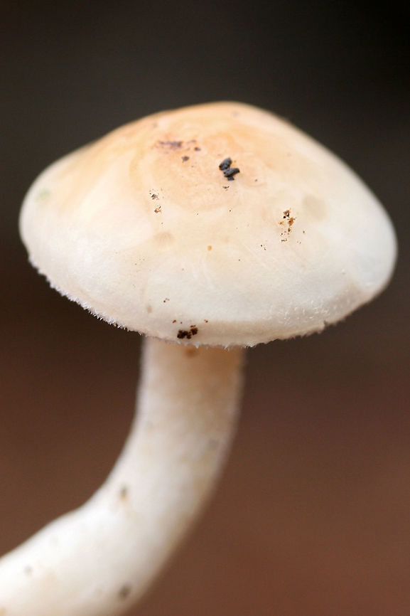 Hygrophorus pudorinus group? Habitat: Growing in deep leaf litter on the side of a ridge (under Carya sp. and Quercus sp. in a dense mixed hardwood/coniferous forest in Northwest Georgia (Gordon County), US.<br />
<br />
Fertile surface: white, shortly decurrent,<br />
<br />
Stipe: white to cream, long, (slender and curving in some specimens), Punctate upper stem. Flocculence/pubescence on its entirety.<br />
<br />
Pileus: depressed in shape, white overall with central darkening (to cinnamon shade) . Covered in thick, clear, “goopy” slime. Margin is pubescent.<br />
<br />
Odor/Flavor: Indistinct to pleasant (slight flowery notes)<br />
<br />
Spore print: white<br />
<br />
Note: I'm looking at Hygrophorus discoideus as a possible ID as well. This may be an undescribed species as it is occur under hardwoods (rather than conifers). I would love to get these sequenced one day!<br />
<figure class="photo"><a href="https://www.jungledragon.com/image/71554/hygrophorus_pudorinus_group.html" title="Hygrophorus pudorinus group?"><img src="https://s3.amazonaws.com/media.jungledragon.com/images/3231/71554_thumb.jpg?AWSAccessKeyId=05GMT0V3GWVNE7GGM1R2&Expires=1759968010&Signature=B3fu%2BJFZVRIGEOBq7bFjx6MIPx4%3D" width="200" height="134" alt="Hygrophorus pudorinus group? Habitat: Growing in deep leaf litter on the side of a ridge (under Carya sp. and Quercus sp. in a dense mixed hardwood/coniferous forest in Northwest Georgia (Gordon County), US.<br />
<br />
Fertile surface: white, shortly decurrent,<br />
<br />
Stipe: white to cream, long, (slender and curving in some specimens), Punctate upper stem. Flocculence/pubescence on its entirety.<br />
<br />
Pileus: depressed in shape, white overall with central darkening (to cinnamon shade) . Covered in thick, clear, “goopy” slime. Margin is pubescent.<br />
<br />
Odor/Flavor: Indistinct to pleasant (slight flowery notes)<br />
<br />
Spore print: white<br />
<br />
Note: I'm looking at Hygrophorus discoideus as a possible ID as well. This may be an undescribed species as it is occur under hardwoods (rather than conifers). I would love to get these sequenced one day!<br />
https://www.jungledragon.com/image/71552/hygrophorus_pudorinus_group.html<br />
https://www.jungledragon.com/image/71553/hygrophorus_pudorinus_group.html Geotagged,Hygrophorus pudorinus,United States,Winter" /></a></figure><br />
<figure class="photo"><a href="https://www.jungledragon.com/image/71552/hygrophorus_pudorinus_group.html" title="Hygrophorus pudorinus group?"><img src="https://s3.amazonaws.com/media.jungledragon.com/images/3231/71552_thumb.jpg?AWSAccessKeyId=05GMT0V3GWVNE7GGM1R2&Expires=1759968010&Signature=vSnu5RPNhM5Lldlszj9i%2BEreeww%3D" width="200" height="134" alt="Hygrophorus pudorinus group? Habitat: Growing in deep leaf litter on the side of a ridge (under Carya sp. and Quercus sp. in a dense mixed hardwood/coniferous forest in Northwest Georgia (Gordon County), US.<br />
<br />
Fertile surface: white, shortly decurrent,<br />
<br />
Stipe: white to cream, long, (slender and curving in some specimens), Punctate upper stem. Flocculence/pubescence on its entirety.<br />
<br />
Pileus: depressed in shape, white overall with central darkening (to cinnamon shade) . Covered in thick, clear, “goopy” slime. Margin is pubescent.<br />
<br />
Odor/Flavor: Indistinct to pleasant (slight flowery notes)<br />
<br />
Spore print: white<br />
<br />
Note: I'm looking at Hygrophorus discoideus as a possible ID as well. This may be an undescribed species as it is occur under hardwoods (rather than conifers). I would love to get these sequenced one day!<br />
https://www.jungledragon.com/image/71554/hygrophorus_pudorinus_group.html<br />
https://www.jungledragon.com/image/71553/hygrophorus_pudorinus_group.html Geotagged,Hygrophorus pudorinus,United States,Winter" /></a></figure> Geotagged,Hygrophorus pudorinus,United States,Winter