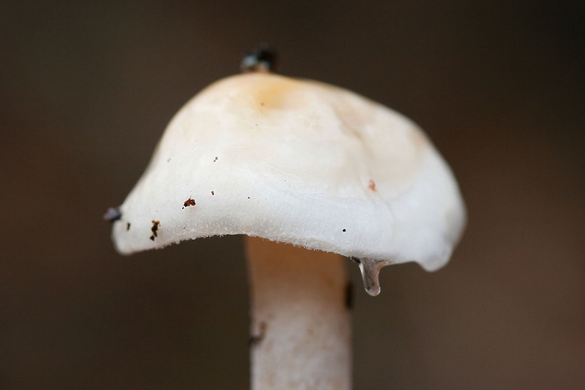 Hygrophorus pudorinus group? Habitat: Growing in deep leaf litter on the side of a ridge (under Carya sp. and Quercus sp. in a dense mixed hardwood/coniferous forest in Northwest Georgia (Gordon County), US.<br />
<br />
Fertile surface: white, shortly decurrent,<br />
<br />
Stipe: white to cream, long, (slender and curving in some specimens), Punctate upper stem. Flocculence/pubescence on its entirety.<br />
<br />
Pileus: depressed in shape, white overall with central darkening (to cinnamon shade) . Covered in thick, clear, “goopy” slime. Margin is pubescent.<br />
<br />
Odor/Flavor: Indistinct to pleasant (slight flowery notes)<br />
<br />
Spore print: white<br />
<br />
Note: I'm looking at Hygrophorus discoideus as a possible ID as well. This may be an undescribed species as it is occur under hardwoods (rather than conifers). I would love to get these sequenced one day!<br />
<figure class="photo"><a href="https://www.jungledragon.com/image/71552/hygrophorus_pudorinus_group.html" title="Hygrophorus pudorinus group?"><img src="https://s3.amazonaws.com/media.jungledragon.com/images/3231/71552_thumb.jpg?AWSAccessKeyId=05GMT0V3GWVNE7GGM1R2&Expires=1759968010&Signature=vSnu5RPNhM5Lldlszj9i%2BEreeww%3D" width="200" height="134" alt="Hygrophorus pudorinus group? Habitat: Growing in deep leaf litter on the side of a ridge (under Carya sp. and Quercus sp. in a dense mixed hardwood/coniferous forest in Northwest Georgia (Gordon County), US.<br />
<br />
Fertile surface: white, shortly decurrent,<br />
<br />
Stipe: white to cream, long, (slender and curving in some specimens), Punctate upper stem. Flocculence/pubescence on its entirety.<br />
<br />
Pileus: depressed in shape, white overall with central darkening (to cinnamon shade) . Covered in thick, clear, “goopy” slime. Margin is pubescent.<br />
<br />
Odor/Flavor: Indistinct to pleasant (slight flowery notes)<br />
<br />
Spore print: white<br />
<br />
Note: I'm looking at Hygrophorus discoideus as a possible ID as well. This may be an undescribed species as it is occur under hardwoods (rather than conifers). I would love to get these sequenced one day!<br />
https://www.jungledragon.com/image/71554/hygrophorus_pudorinus_group.html<br />
https://www.jungledragon.com/image/71553/hygrophorus_pudorinus_group.html Geotagged,Hygrophorus pudorinus,United States,Winter" /></a></figure><br />
<figure class="photo"><a href="https://www.jungledragon.com/image/71553/hygrophorus_pudorinus_group.html" title="Hygrophorus pudorinus group?"><img src="https://s3.amazonaws.com/media.jungledragon.com/images/3231/71553_thumb.jpg?AWSAccessKeyId=05GMT0V3GWVNE7GGM1R2&Expires=1759968010&Signature=yQgGQ2fkQ0XuU1UlQs7jxhm1%2BpA%3D" width="102" height="152" alt="Hygrophorus pudorinus group? Habitat: Growing in deep leaf litter on the side of a ridge (under Carya sp. and Quercus sp. in a dense mixed hardwood/coniferous forest in Northwest Georgia (Gordon County), US.<br />
<br />
Fertile surface: white, shortly decurrent,<br />
<br />
Stipe: white to cream, long, (slender and curving in some specimens), Punctate upper stem. Flocculence/pubescence on its entirety.<br />
<br />
Pileus: depressed in shape, white overall with central darkening (to cinnamon shade) . Covered in thick, clear, “goopy” slime. Margin is pubescent.<br />
<br />
Odor/Flavor: Indistinct to pleasant (slight flowery notes)<br />
<br />
Spore print: white<br />
<br />
Note: I'm looking at Hygrophorus discoideus as a possible ID as well. This may be an undescribed species as it is occur under hardwoods (rather than conifers). I would love to get these sequenced one day!<br />
https://www.jungledragon.com/image/71554/hygrophorus_pudorinus_group.html<br />
https://www.jungledragon.com/image/71552/hygrophorus_pudorinus_group.html Geotagged,Hygrophorus pudorinus,United States,Winter" /></a></figure> Geotagged,Hygrophorus pudorinus,United States,Winter