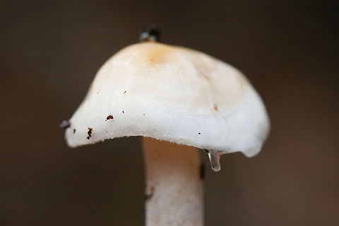 Hygrophorus pudorinus group? Habitat: Growing in deep leaf litter on the side of a ridge (under Carya sp. and Quercus sp. in a dense mixed hardwood/coniferous forest in Northwest Georgia (Gordon County), US.

Fertile surface: white, shortly decurrent,

Stipe: white to cream, long, (slender and curving in some specimens), Punctate upper stem. Flocculence/pubescence on its entirety.

Pileus: depressed in shape, white overall with central darkening (to cinnamon shade) . Covered in thick, clear, “goopy” slime. Margin is pubescent.

Odor/Flavor: Indistinct to pleasant (slight flowery notes)

Spore print: white

Note: I'm looking at Hygrophorus discoideus as a possible ID as well. This may be an undescribed species as it is occur under hardwoods (rather than conifers). I would love to get these sequenced one day!
https://www.jungledragon.com/image/71552/hygrophorus_pudorinus_group.html
https://www.jungledragon.com/image/71553/hygrophorus_pudorinus_group.html Geotagged,Hygrophorus pudorinus,United States,Winter