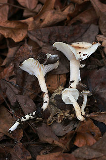 Hygrophorus pudorinus group? Habitat: Growing in deep leaf litter on the side of a ridge (under Carya sp. and Quercus sp. in a dense mixed hardwood/coniferous forest in Northwest Georgia (Gordon County), US.

Fertile surface: white, shortly decurrent,

Stipe: white to cream, long, (slender and curving in some specimens), Punctate upper stem. Flocculence/pubescence on its entirety.

Pileus: depressed in shape, white overall with central darkening (to cinnamon shade) . Covered in thick, clear, “goopy” slime. Margin is pubescent.

Odor/Flavor: Indistinct to pleasant (slight flowery notes)

Spore print: white

Note: I'm looking at Hygrophorus discoideus as a possible ID as well. This may be an undescribed species as it is occur under hardwoods (rather than conifers). I would love to get these sequenced one day!
https://www.jungledragon.com/image/71557/hygrophorus_pudorinus_group.html Fall,Geotagged,Hygrophorus pudorinus,United States