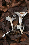 Hygrophorus pudorinus group? Habitat: Growing in deep leaf litter on the side of a ridge (under Carya sp. and Quercus sp. in a dense mixed hardwood/coniferous forest in Northwest Georgia (Gordon County), US.<br />
<br />
Fertile surface: white, shortly decurrent,<br />
<br />
Stipe: white to cream, long, (slender and curving in some specimens), Punctate upper stem. Flocculence/pubescence on its entirety.<br />
<br />
Pileus: depressed in shape, white overall with central darkening (to cinnamon shade) . Covered in thick, clear, “goopy” slime. Margin is pubescent.<br />
<br />
Odor/Flavor: Indistinct to pleasant (slight flowery notes)<br />
<br />
Spore print: white<br />
<br />
Note: I'm looking at Hygrophorus discoideus as a possible ID as well. This may be an undescribed species as it is occur under hardwoods (rather than conifers). I would love to get these sequenced one day!<br />
https://www.jungledragon.com/image/71557/hygrophorus_pudorinus_group.html Fall,Geotagged,Hygrophorus pudorinus,United States