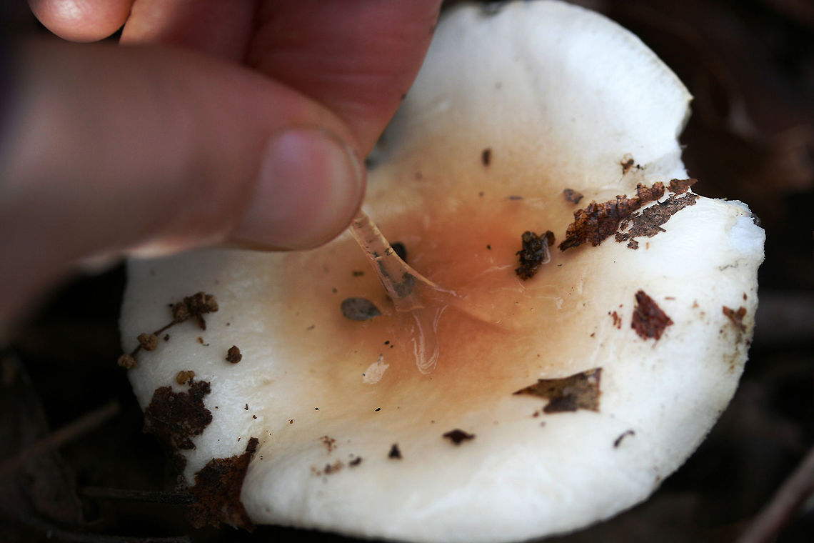 Hygrophorus pudorinus group? Habitat: Growing in deep leaf litter on the side of a ridge (under Carya sp. and Quercus sp. in a dense mixed hardwood/coniferous forest in Northwest Georgia (Gordon County), US.<br />
<br />
Fertile surface: white, shortly decurrent,<br />
<br />
Stipe: white to cream, long, (slender and curving in some specimens), Punctate upper stem. Flocculence/pubescence on its entirety.<br />
<br />
Pileus: depressed in shape, white overall with central darkening (to cinnamon shade) . Covered in thick, clear, &ldquo;goopy&rdquo; slime. Margin is pubescent.<br />
<br />
Odor/Flavor: Indistinct to pleasant (slight flowery notes)<br />
<br />
Spore print: white<br />
<br />
<br />
Note: I&#039;m looking at Hygrophorus discoideus as a possible ID as well. This may be an undescribed species as it is occur under hardwoods (rather than conifers). I would love to get these sequenced one day!<br />
<figure class="photo"><a href="https://www.jungledragon.com/image/71556/hygrophorus_pudorinus_group.html" title="Hygrophorus pudorinus group?"><img src="https://s3.amazonaws.com/media.jungledragon.com/images/3231/71556_thumb.JPG?AWSAccessKeyId=05GMT0V3GWVNE7GGM1R2&Expires=1759968010&Signature=w3N0cgnGxE6ST%2FxBwJA49o8NGGg%3D" width="102" height="152" alt="Hygrophorus pudorinus group? Habitat: Growing in deep leaf litter on the side of a ridge (under Carya sp. and Quercus sp. in a dense mixed hardwood/coniferous forest in Northwest Georgia (Gordon County), US.<br />
<br />
Fertile surface: white, shortly decurrent,<br />
<br />
Stipe: white to cream, long, (slender and curving in some specimens), Punctate upper stem. Flocculence/pubescence on its entirety.<br />
<br />
Pileus: depressed in shape, white overall with central darkening (to cinnamon shade) . Covered in thick, clear, &ldquo;goopy&rdquo; slime. Margin is pubescent.<br />
<br />
Odor/Flavor: Indistinct to pleasant (slight flowery notes)<br />
<br />
Spore print: white<br />
<br />
Note: I&#039;m looking at Hygrophorus discoideus as a possible ID as well. This may be an undescribed species as it is occur under hardwoods (rather than conifers). I would love to get these sequenced one day!<br />
https://www.jungledragon.com/image/71557/hygrophorus_pudorinus_group.html Fall,Geotagged,Hygrophorus pudorinus,United States" /></a></figure> Fall,Geotagged,Hygrophorus pudorinus,United States
