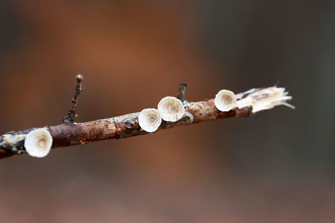 Little Nest Polypore (Trametes conchifer) At the edge of a dense mixed forest.<br />
 Geotagged,Little nest polypore,Poronidulus conchifer,United States,Winter