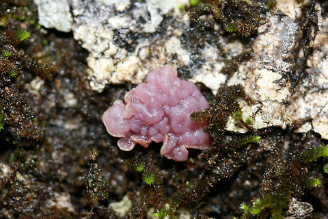 Purple Jellydisc (Ascocoryne sarcoides) Growing on a large, fallen White Oak (Quercus alba) which is rotting in a valley in a dense mixed forest. Ascocoryne sarcoides,Geotagged,Jelly Drops,United States,Winter