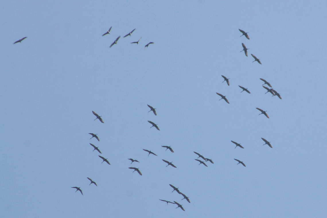 Flock of Sandhill Cranes (Grus canadensis) Flying at high altitude above a dense mixed forest. This species is S2 (Imperiled) in Georgia and is protected.<br />
<figure class="photo"><a href="https://www.jungledragon.com/image/71615/flock_of_sandhill_cranes_grus_canadensis.html" title="Flock of Sandhill Cranes (Grus canadensis)"><img src="https://s3.amazonaws.com/media.jungledragon.com/images/3231/71615_thumb.jpg?AWSAccessKeyId=05GMT0V3GWVNE7GGM1R2&Expires=1759968010&Signature=WM9G2I2bWOUgijBF%2FYqBPkgqI%2Fk%3D" width="200" height="134" alt="Flock of Sandhill Cranes (Grus canadensis) Flying at high altitude above a dense mixed forest.  This species is S2 (Imperiled) in Georgia and is protected.<br />
https://www.jungledragon.com/image/71612/flock_of_sandhill_cranes_grus_canadensis.html<br />
https://www.jungledragon.com/image/71613/flock_of_sandhill_cranes_grus_canadensis.html<br />
https://www.jungledragon.com/image/71614/flock_of_sandhill_cranes_grus_canadensis.html<br />
<br />
They make a beautiful noise when flying in flocks!<br />
https://www.youtube.com/watch?v=eTzUO1fTXmE<br />
https://www.youtube.com/watch?v=lbn8yIq7_LM Fall,Geotagged,Grus canadensis,Sandhill Crane,United States" /></a></figure><br />
<figure class="photo"><a href="https://www.jungledragon.com/image/71613/flock_of_sandhill_cranes_grus_canadensis.html" title="Flock of Sandhill Cranes (Grus canadensis)"><img src="https://s3.amazonaws.com/media.jungledragon.com/images/3231/71613_thumb.jpg?AWSAccessKeyId=05GMT0V3GWVNE7GGM1R2&Expires=1759968010&Signature=GnrO%2Fu2OwrsCCkRQ%2B%2FGPOxNyuG8%3D" width="200" height="134" alt="Flock of Sandhill Cranes (Grus canadensis)  Flying at high altitude above a dense mixed forest. This species is S2 (Imperiled) in Georgia and is protected.<br />
https://www.jungledragon.com/image/71615/flock_of_sandhill_cranes_grus_canadensis.html<br />
https://www.jungledragon.com/image/71612/flock_of_sandhill_cranes_grus_canadensis.html<br />
https://www.jungledragon.com/image/71614/flock_of_sandhill_cranes_grus_canadensis.html Fall,Geotagged,Grus canadensis,Sandhill Crane,United States" /></a></figure><br />
<figure class="photo"><a href="https://www.jungledragon.com/image/71614/flock_of_sandhill_cranes_grus_canadensis.html" title="Flock of Sandhill Cranes (Grus canadensis)"><img src="https://s3.amazonaws.com/media.jungledragon.com/images/3231/71614_thumb.jpg?AWSAccessKeyId=05GMT0V3GWVNE7GGM1R2&Expires=1759968010&Signature=hmcho5qkYti%2Fv9tsRrz4ENjOqnk%3D" width="200" height="134" alt="Flock of Sandhill Cranes (Grus canadensis) Flying at high altitude above a dense mixed forest. This species is S2 (Imperiled) in Georgia and is protected.<br />
https://www.jungledragon.com/image/71615/flock_of_sandhill_cranes_grus_canadensis.html<br />
https://www.jungledragon.com/image/71613/flock_of_sandhill_cranes_grus_canadensis.html<br />
https://www.jungledragon.com/image/71612/flock_of_sandhill_cranes_grus_canadensis.html<br />
They make a beautiful noise when flying in flocks!<br />
https://www.youtube.com/watch?v=eTzUO1fTXmE<br />
https://www.youtube.com/watch?v=lbn8yIq7_LM Fall,Geotagged,Grus canadensis,Sandhill Crane,United States" /></a></figure> Fall,Geotagged,Grus canadensis,Sandhill Crane,United States