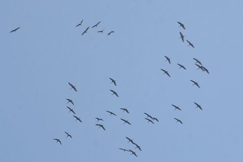 Flock of Sandhill Cranes (Grus canadensis) Flying at high altitude above a dense mixed forest. This species is S2 (Imperiled) in Georgia and is protected.
https://www.jungledragon.com/image/71615/flock_of_sandhill_cranes_grus_canadensis.html
https://www.jungledragon.com/image/71613/flock_of_sandhill_cranes_grus_canadensis.html
https://www.jungledragon.com/image/71614/flock_of_sandhill_cranes_grus_canadensis.html Fall,Geotagged,Grus canadensis,Sandhill Crane,United States