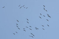 Flock of Sandhill Cranes (Grus canadensis) Flying at high altitude above a dense mixed forest. This species is S2 (Imperiled) in Georgia and is protected.<br />
https://www.jungledragon.com/image/71615/flock_of_sandhill_cranes_grus_canadensis.html<br />
https://www.jungledragon.com/image/71613/flock_of_sandhill_cranes_grus_canadensis.html<br />
https://www.jungledragon.com/image/71614/flock_of_sandhill_cranes_grus_canadensis.html Fall,Geotagged,Grus canadensis,Sandhill Crane,United States