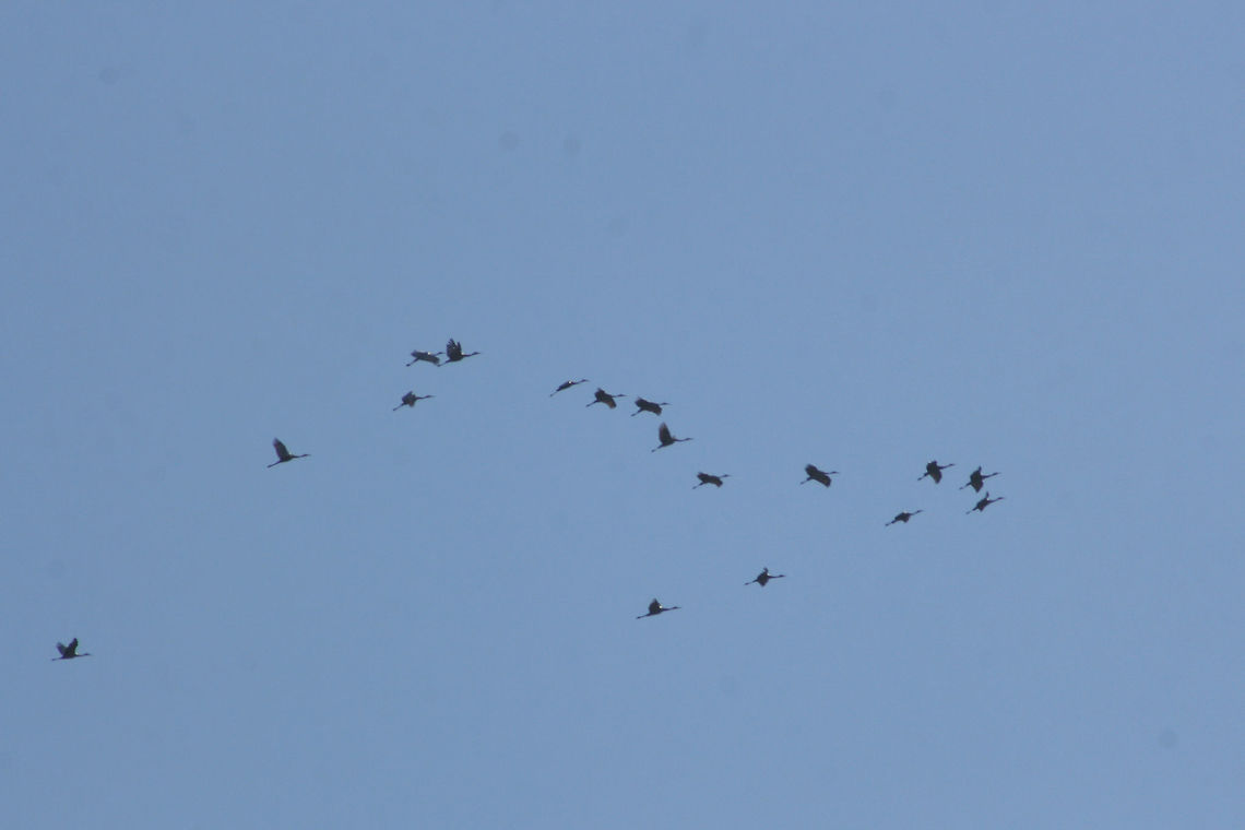 Flock of Sandhill Cranes (Grus canadensis)  Flying at high altitude above a dense mixed forest. This species is S2 (Imperiled) in Georgia and is protected.<br />
<figure class="photo"><a href="https://www.jungledragon.com/image/71615/flock_of_sandhill_cranes_grus_canadensis.html" title="Flock of Sandhill Cranes (Grus canadensis)"><img src="https://s3.amazonaws.com/media.jungledragon.com/images/3231/71615_thumb.jpg?AWSAccessKeyId=05GMT0V3GWVNE7GGM1R2&Expires=1770854410&Signature=RI625DzxhSUhQfoF1kwhQ8l4BrY%3D" width="200" height="134" alt="Flock of Sandhill Cranes (Grus canadensis) Flying at high altitude above a dense mixed forest.  This species is S2 (Imperiled) in Georgia and is protected.<br />
https://www.jungledragon.com/image/71612/flock_of_sandhill_cranes_grus_canadensis.html<br />
https://www.jungledragon.com/image/71613/flock_of_sandhill_cranes_grus_canadensis.html<br />
https://www.jungledragon.com/image/71614/flock_of_sandhill_cranes_grus_canadensis.html<br />
<br />
They make a beautiful noise when flying in flocks!<br />
https://www.youtube.com/watch?v=eTzUO1fTXmE<br />
https://www.youtube.com/watch?v=lbn8yIq7_LM Fall,Geotagged,Grus canadensis,Sandhill Crane,United States" /></a></figure><br />
<figure class="photo"><a href="https://www.jungledragon.com/image/71612/flock_of_sandhill_cranes_grus_canadensis.html" title="Flock of Sandhill Cranes (Grus canadensis)"><img src="https://s3.amazonaws.com/media.jungledragon.com/images/3231/71612_thumb.jpg?AWSAccessKeyId=05GMT0V3GWVNE7GGM1R2&Expires=1770854410&Signature=vtSBSej%2Fq2NSY%2BUEyLRdrdnNtEs%3D" width="200" height="134" alt="Flock of Sandhill Cranes (Grus canadensis) Flying at high altitude above a dense mixed forest. This species is S2 (Imperiled) in Georgia and is protected.<br />
https://www.jungledragon.com/image/71615/flock_of_sandhill_cranes_grus_canadensis.html<br />
https://www.jungledragon.com/image/71613/flock_of_sandhill_cranes_grus_canadensis.html<br />
https://www.jungledragon.com/image/71614/flock_of_sandhill_cranes_grus_canadensis.html Fall,Geotagged,Grus canadensis,Sandhill Crane,United States" /></a></figure><br />
<figure class="photo"><a href="https://www.jungledragon.com/image/71614/flock_of_sandhill_cranes_grus_canadensis.html" title="Flock of Sandhill Cranes (Grus canadensis)"><img src="https://s3.amazonaws.com/media.jungledragon.com/images/3231/71614_thumb.jpg?AWSAccessKeyId=05GMT0V3GWVNE7GGM1R2&Expires=1770854410&Signature=WqAzv9TNl2tstRnCi6sFmT30yP4%3D" width="200" height="134" alt="Flock of Sandhill Cranes (Grus canadensis) Flying at high altitude above a dense mixed forest. This species is S2 (Imperiled) in Georgia and is protected.<br />
https://www.jungledragon.com/image/71615/flock_of_sandhill_cranes_grus_canadensis.html<br />
https://www.jungledragon.com/image/71613/flock_of_sandhill_cranes_grus_canadensis.html<br />
https://www.jungledragon.com/image/71612/flock_of_sandhill_cranes_grus_canadensis.html<br />
They make a beautiful noise when flying in flocks!<br />
https://www.youtube.com/watch?v=eTzUO1fTXmE<br />
https://www.youtube.com/watch?v=lbn8yIq7_LM Fall,Geotagged,Grus canadensis,Sandhill Crane,United States" /></a></figure> Fall,Geotagged,Grus canadensis,Sandhill Crane,United States