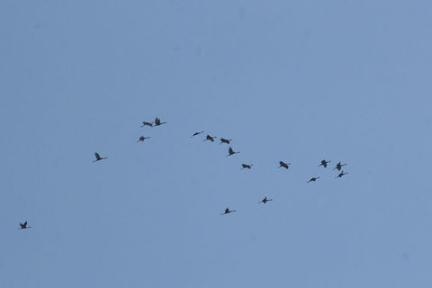 Flock of Sandhill Cranes (Grus canadensis)  Flying at high altitude above a dense mixed forest. This species is S2 (Imperiled) in Georgia and is protected.
https://www.jungledragon.com/image/71615/flock_of_sandhill_cranes_grus_canadensis.html
https://www.jungledragon.com/image/71612/flock_of_sandhill_cranes_grus_canadensis.html
https://www.jungledragon.com/image/71614/flock_of_sandhill_cranes_grus_canadensis.html Fall,Geotagged,Grus canadensis,Sandhill Crane,United States