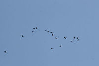 Flock of Sandhill Cranes (Grus canadensis)  Flying at high altitude above a dense mixed forest. This species is S2 (Imperiled) in Georgia and is protected.<br />
https://www.jungledragon.com/image/71615/flock_of_sandhill_cranes_grus_canadensis.html<br />
https://www.jungledragon.com/image/71612/flock_of_sandhill_cranes_grus_canadensis.html<br />
https://www.jungledragon.com/image/71614/flock_of_sandhill_cranes_grus_canadensis.html Fall,Geotagged,Grus canadensis,Sandhill Crane,United States