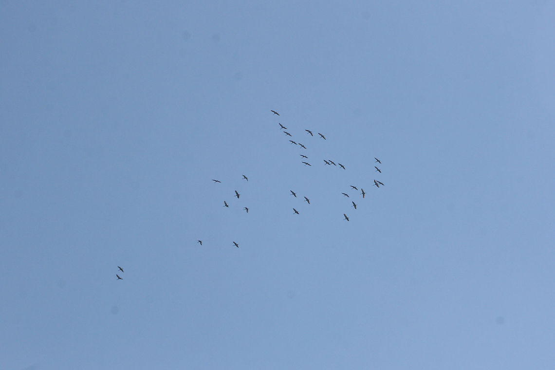 Flock of Sandhill Cranes (Grus canadensis) Flying at high altitude above a dense mixed forest. This species is S2 (Imperiled) in Georgia and is protected.<br />
<figure class="photo"><a href="https://www.jungledragon.com/image/71615/flock_of_sandhill_cranes_grus_canadensis.html" title="Flock of Sandhill Cranes (Grus canadensis)"><img src="https://s3.amazonaws.com/media.jungledragon.com/images/3231/71615_thumb.jpg?AWSAccessKeyId=05GMT0V3GWVNE7GGM1R2&Expires=1767225610&Signature=%2BtN%2FtQXgyTSCGAyxZz1vAiMUM8k%3D" width="200" height="134" alt="Flock of Sandhill Cranes (Grus canadensis) Flying at high altitude above a dense mixed forest.  This species is S2 (Imperiled) in Georgia and is protected.<br />
https://www.jungledragon.com/image/71612/flock_of_sandhill_cranes_grus_canadensis.html<br />
https://www.jungledragon.com/image/71613/flock_of_sandhill_cranes_grus_canadensis.html<br />
https://www.jungledragon.com/image/71614/flock_of_sandhill_cranes_grus_canadensis.html<br />
<br />
They make a beautiful noise when flying in flocks!<br />
https://www.youtube.com/watch?v=eTzUO1fTXmE<br />
https://www.youtube.com/watch?v=lbn8yIq7_LM Fall,Geotagged,Grus canadensis,Sandhill Crane,United States" /></a></figure><br />
<figure class="photo"><a href="https://www.jungledragon.com/image/71613/flock_of_sandhill_cranes_grus_canadensis.html" title="Flock of Sandhill Cranes (Grus canadensis)"><img src="https://s3.amazonaws.com/media.jungledragon.com/images/3231/71613_thumb.jpg?AWSAccessKeyId=05GMT0V3GWVNE7GGM1R2&Expires=1767225610&Signature=Sh2Ay7oc8Qni4uVLNv25fO7c14k%3D" width="200" height="134" alt="Flock of Sandhill Cranes (Grus canadensis)  Flying at high altitude above a dense mixed forest. This species is S2 (Imperiled) in Georgia and is protected.<br />
https://www.jungledragon.com/image/71615/flock_of_sandhill_cranes_grus_canadensis.html<br />
https://www.jungledragon.com/image/71612/flock_of_sandhill_cranes_grus_canadensis.html<br />
https://www.jungledragon.com/image/71614/flock_of_sandhill_cranes_grus_canadensis.html Fall,Geotagged,Grus canadensis,Sandhill Crane,United States" /></a></figure><br />
<figure class="photo"><a href="https://www.jungledragon.com/image/71612/flock_of_sandhill_cranes_grus_canadensis.html" title="Flock of Sandhill Cranes (Grus canadensis)"><img src="https://s3.amazonaws.com/media.jungledragon.com/images/3231/71612_thumb.jpg?AWSAccessKeyId=05GMT0V3GWVNE7GGM1R2&Expires=1767225610&Signature=HrY8vGaM%2FLUfDoR2rZOuuGQaUmw%3D" width="200" height="134" alt="Flock of Sandhill Cranes (Grus canadensis) Flying at high altitude above a dense mixed forest. This species is S2 (Imperiled) in Georgia and is protected.<br />
https://www.jungledragon.com/image/71615/flock_of_sandhill_cranes_grus_canadensis.html<br />
https://www.jungledragon.com/image/71613/flock_of_sandhill_cranes_grus_canadensis.html<br />
https://www.jungledragon.com/image/71614/flock_of_sandhill_cranes_grus_canadensis.html Fall,Geotagged,Grus canadensis,Sandhill Crane,United States" /></a></figure><br />
They make a beautiful noise when flying in flocks!<br />
<section class="video"><iframe width="448" height="282" src="https://www.youtube-nocookie.com/embed/eTzUO1fTXmE?hd=1&autoplay=0&rel=0" frameborder="0" allowfullscreen></iframe></section><br />
<section class="video"><iframe width="448" height="282" src="https://www.youtube-nocookie.com/embed/lbn8yIq7_LM?hd=1&autoplay=0&rel=0" frameborder="0" allowfullscreen></iframe></section> Fall,Geotagged,Grus canadensis,Sandhill Crane,United States