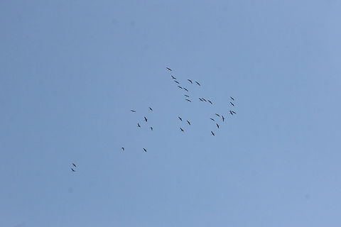 Flock of Sandhill Cranes (Grus canadensis) Flying at high altitude above a dense mixed forest. This species is S2 (Imperiled) in Georgia and is protected.
https://www.jungledragon.com/image/71615/flock_of_sandhill_cranes_grus_canadensis.html
https://www.jungledragon.com/image/71613/flock_of_sandhill_cranes_grus_canadensis.html
https://www.jungledragon.com/image/71612/flock_of_sandhill_cranes_grus_canadensis.html
They make a beautiful noise when flying in flocks!
https://www.youtube.com/watch?v=eTzUO1fTXmE
https://www.youtube.com/watch?v=lbn8yIq7_LM Fall,Geotagged,Grus canadensis,Sandhill Crane,United States