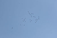 Flock of Sandhill Cranes (Grus canadensis) Flying at high altitude above a dense mixed forest. This species is S2 (Imperiled) in Georgia and is protected.<br />
https://www.jungledragon.com/image/71615/flock_of_sandhill_cranes_grus_canadensis.html<br />
https://www.jungledragon.com/image/71613/flock_of_sandhill_cranes_grus_canadensis.html<br />
https://www.jungledragon.com/image/71612/flock_of_sandhill_cranes_grus_canadensis.html<br />
They make a beautiful noise when flying in flocks!<br />
https://www.youtube.com/watch?v=eTzUO1fTXmE<br />
https://www.youtube.com/watch?v=lbn8yIq7_LM Fall,Geotagged,Grus canadensis,Sandhill Crane,United States