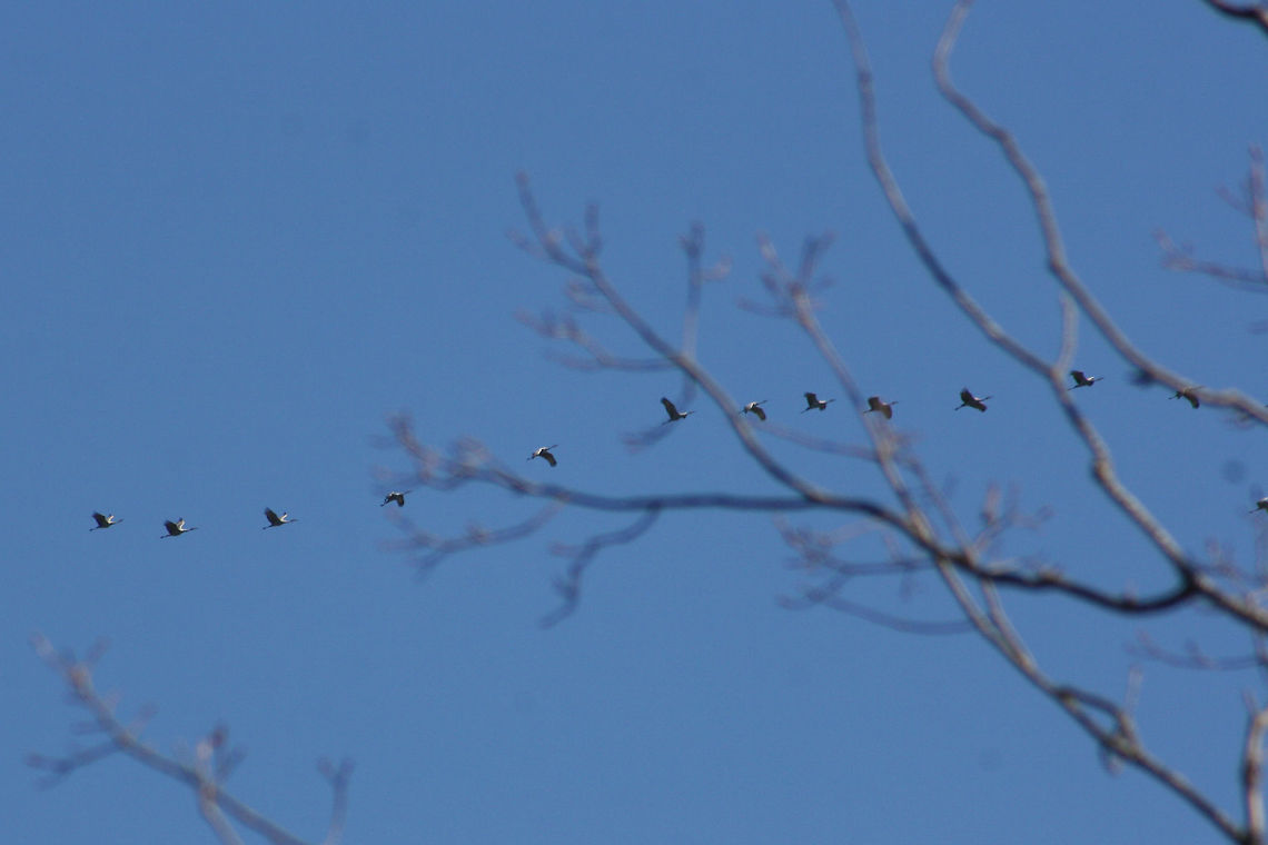 Flock of Sandhill Cranes (Grus canadensis) Flying at high altitude above a dense mixed forest.  This species is S2 (Imperiled) in Georgia and is protected.<br />
<figure class="photo"><a href="https://www.jungledragon.com/image/71612/flock_of_sandhill_cranes_grus_canadensis.html" title="Flock of Sandhill Cranes (Grus canadensis)"><img src="https://s3.amazonaws.com/media.jungledragon.com/images/3231/71612_thumb.jpg?AWSAccessKeyId=05GMT0V3GWVNE7GGM1R2&Expires=1759968010&Signature=paZ8i4a8XucwZl7cQ%2FhDcoHMkcM%3D" width="200" height="134" alt="Flock of Sandhill Cranes (Grus canadensis) Flying at high altitude above a dense mixed forest. This species is S2 (Imperiled) in Georgia and is protected.<br />
https://www.jungledragon.com/image/71615/flock_of_sandhill_cranes_grus_canadensis.html<br />
https://www.jungledragon.com/image/71613/flock_of_sandhill_cranes_grus_canadensis.html<br />
https://www.jungledragon.com/image/71614/flock_of_sandhill_cranes_grus_canadensis.html Fall,Geotagged,Grus canadensis,Sandhill Crane,United States" /></a></figure><br />
<figure class="photo"><a href="https://www.jungledragon.com/image/71613/flock_of_sandhill_cranes_grus_canadensis.html" title="Flock of Sandhill Cranes (Grus canadensis)"><img src="https://s3.amazonaws.com/media.jungledragon.com/images/3231/71613_thumb.jpg?AWSAccessKeyId=05GMT0V3GWVNE7GGM1R2&Expires=1759968010&Signature=GnrO%2Fu2OwrsCCkRQ%2B%2FGPOxNyuG8%3D" width="200" height="134" alt="Flock of Sandhill Cranes (Grus canadensis)  Flying at high altitude above a dense mixed forest. This species is S2 (Imperiled) in Georgia and is protected.<br />
https://www.jungledragon.com/image/71615/flock_of_sandhill_cranes_grus_canadensis.html<br />
https://www.jungledragon.com/image/71612/flock_of_sandhill_cranes_grus_canadensis.html<br />
https://www.jungledragon.com/image/71614/flock_of_sandhill_cranes_grus_canadensis.html Fall,Geotagged,Grus canadensis,Sandhill Crane,United States" /></a></figure><br />
<figure class="photo"><a href="https://www.jungledragon.com/image/71614/flock_of_sandhill_cranes_grus_canadensis.html" title="Flock of Sandhill Cranes (Grus canadensis)"><img src="https://s3.amazonaws.com/media.jungledragon.com/images/3231/71614_thumb.jpg?AWSAccessKeyId=05GMT0V3GWVNE7GGM1R2&Expires=1759968010&Signature=hmcho5qkYti%2Fv9tsRrz4ENjOqnk%3D" width="200" height="134" alt="Flock of Sandhill Cranes (Grus canadensis) Flying at high altitude above a dense mixed forest. This species is S2 (Imperiled) in Georgia and is protected.<br />
https://www.jungledragon.com/image/71615/flock_of_sandhill_cranes_grus_canadensis.html<br />
https://www.jungledragon.com/image/71613/flock_of_sandhill_cranes_grus_canadensis.html<br />
https://www.jungledragon.com/image/71612/flock_of_sandhill_cranes_grus_canadensis.html<br />
They make a beautiful noise when flying in flocks!<br />
https://www.youtube.com/watch?v=eTzUO1fTXmE<br />
https://www.youtube.com/watch?v=lbn8yIq7_LM Fall,Geotagged,Grus canadensis,Sandhill Crane,United States" /></a></figure><br />
<br />
They make a beautiful noise when flying in flocks!<br />
<section class="video"><iframe width="448" height="282" src="https://www.youtube-nocookie.com/embed/eTzUO1fTXmE?hd=1&autoplay=0&rel=0" frameborder="0" allowfullscreen></iframe></section><br />
<section class="video"><iframe width="448" height="282" src="https://www.youtube-nocookie.com/embed/lbn8yIq7_LM?hd=1&autoplay=0&rel=0" frameborder="0" allowfullscreen></iframe></section> Fall,Geotagged,Grus canadensis,Sandhill Crane,United States