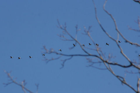 Flock of Sandhill Cranes (Grus canadensis) Flying at high altitude above a dense mixed forest.  This species is S2 (Imperiled) in Georgia and is protected.
https://www.jungledragon.com/image/71612/flock_of_sandhill_cranes_grus_canadensis.html
https://www.jungledragon.com/image/71613/flock_of_sandhill_cranes_grus_canadensis.html
https://www.jungledragon.com/image/71614/flock_of_sandhill_cranes_grus_canadensis.html

They make a beautiful noise when flying in flocks!
https://www.youtube.com/watch?v=eTzUO1fTXmE
https://www.youtube.com/watch?v=lbn8yIq7_LM Fall,Geotagged,Grus canadensis,Sandhill Crane,United States