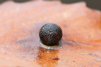 Acraspis quercushirta Gall on Chestnut Oak Gall on Chestnut Oak (Quercus montana) near a dense mixed forest.<br />
https://www.jungledragon.com/image/71637/gall_on_chestnut_oak_cross-section.html Acraspis quercushirta,Fall,Geotagged,United States