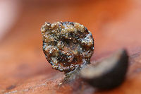 Acraspis quercushirta  Gall on Chestnut Oak (Cross-section) Gall on Chestnut Oak (Quercus montana) near a dense mixed forest.<br />
https://www.jungledragon.com/image/71636/gall_on_chestnut_oak.html Acraspis quercushirta,Fall,Geotagged,United States