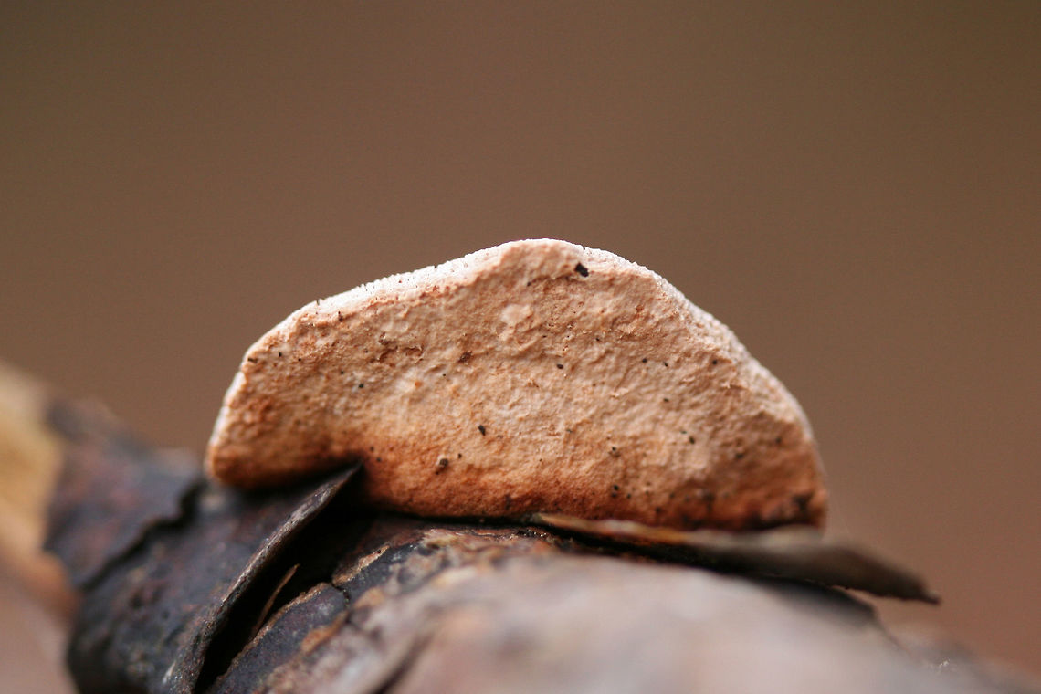 Cinnamon Bracket (Hapalopilus rutilans) Growing on a conifer branch in a valley in a dense mixed forest. Hapalopilus rutilans is one of the few toxic polypores. It is used in dye-making as it turns a vibrant purple when exposed to Potassium Hydroxide.<br />
<figure class="photo"><a href="https://www.jungledragon.com/image/71639/cinnamon_bracket_hapalopilus_rutilans.html" title="Cinnamon Bracket (Hapalopilus rutilans)"><img src="https://s3.amazonaws.com/media.jungledragon.com/images/3231/71639_thumb.jpg?AWSAccessKeyId=05GMT0V3GWVNE7GGM1R2&Expires=1759968010&Signature=qETQDcaWuzVSBLYuVqCMXgkbHi0%3D" width="200" height="134" alt="Cinnamon Bracket (Hapalopilus rutilans) Growing on a conifer branch in a valley in a dense mixed forest. Hapalopilus rutilans is one of the few toxic polypores. It is used in dye-making as it turns a vibrant purple when exposed to Potassium Hydroxide.<br />
https://www.jungledragon.com/image/71638/cinnamon_bracket_hapalopilus_rutilans.html<br />
<br />
 Geotagged,Hapalopilus nidulans,Rhodofomes cajanderi,Rosy Conk,United States,Winter" /></a></figure> Geotagged,Hapalopilus nidulans,Rhodofomes cajanderi,Rosy Conk,United States,Winter