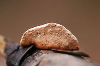 Cinnamon Bracket (Hapalopilus rutilans) Growing on a conifer branch in a valley in a dense mixed forest. Hapalopilus rutilans is one of the few toxic polypores. It is used in dye-making as it turns a vibrant purple when exposed to Potassium Hydroxide.<br />
https://www.jungledragon.com/image/71639/cinnamon_bracket_hapalopilus_rutilans.html Geotagged,Hapalopilus nidulans,Rhodofomes cajanderi,Rosy Conk,United States,Winter