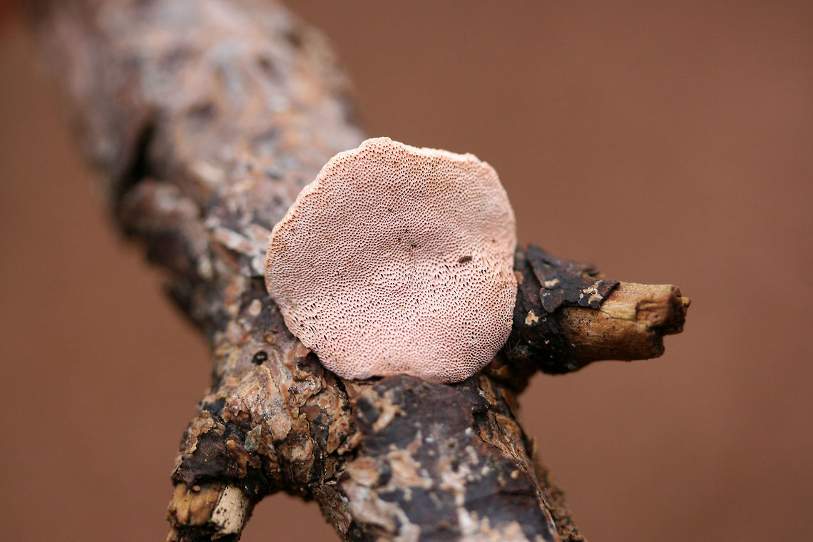 Cinnamon Bracket (Hapalopilus rutilans) Growing on a conifer branch in a valley in a dense mixed forest. Hapalopilus rutilans is one of the few toxic polypores. It is used in dye-making as it turns a vibrant purple when exposed to Potassium Hydroxide.<br />
<figure class="photo"><a href="https://www.jungledragon.com/image/71638/cinnamon_bracket_hapalopilus_rutilans.html" title="Cinnamon Bracket (Hapalopilus rutilans)"><img src="https://s3.amazonaws.com/media.jungledragon.com/images/3231/71638_thumb.jpg?AWSAccessKeyId=05GMT0V3GWVNE7GGM1R2&Expires=1759968010&Signature=O0XInsaJwfWK5hsuAvJyi6J5Veo%3D" width="200" height="134" alt="Cinnamon Bracket (Hapalopilus rutilans) Growing on a conifer branch in a valley in a dense mixed forest. Hapalopilus rutilans is one of the few toxic polypores. It is used in dye-making as it turns a vibrant purple when exposed to Potassium Hydroxide.<br />
https://www.jungledragon.com/image/71639/cinnamon_bracket_hapalopilus_rutilans.html Geotagged,Hapalopilus nidulans,Rhodofomes cajanderi,Rosy Conk,United States,Winter" /></a></figure><br />
<br />
 Geotagged,Hapalopilus nidulans,Rhodofomes cajanderi,Rosy Conk,United States,Winter