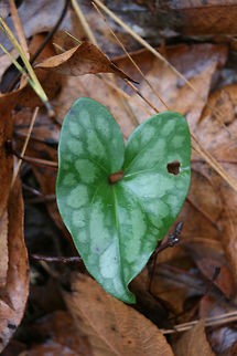 Little Brown Jug (Hexastylis arifolia) Leaf Pushing up through leaf litter in a dense mixed forest. Geotagged,Hexastylis arifolia,Little brown jug,United States,Winter