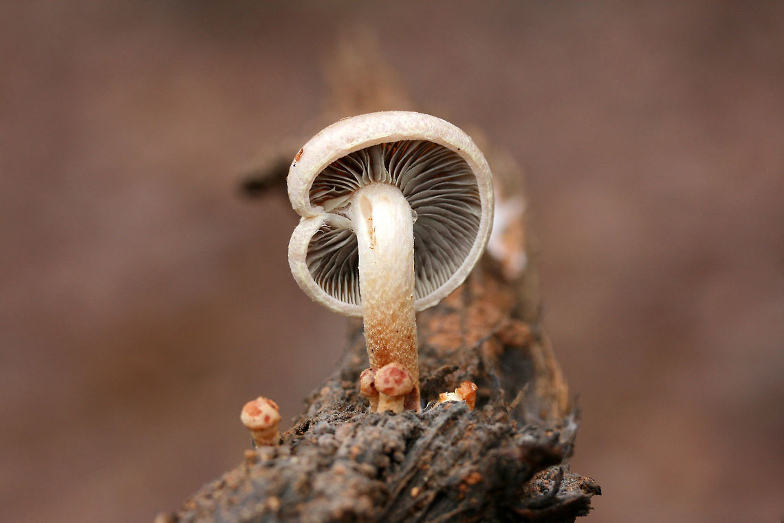 Brick caps (Hypholoma lateritium) Growing on rotting wood at the edge of a dense mixed forest.<br />
<figure class="photo"><a href="https://www.jungledragon.com/image/71643/brick_caps_hypholoma_lateritium.html" title="Brick caps (Hypholoma lateritium)"><img src="https://s3.amazonaws.com/media.jungledragon.com/images/3231/71643_thumb.jpg?AWSAccessKeyId=05GMT0V3GWVNE7GGM1R2&Expires=1759968010&Signature=n2jF4j18n7tB5HwFyPICODTbxpY%3D" width="200" height="134" alt="Brick caps (Hypholoma lateritium) Growing on rotting wood at the edge of a dense mixed forest.<br />
https://www.jungledragon.com/image/71641/smoky-gilled_hypholoma_hypholoma_capnoides.html Brick cap,Fall,Geotagged,Hypholoma capnoides,Hypholoma lateritium,Smoky-Gilled Hypholoma,United States" /></a></figure> Brick cap,Fall,Geotagged,Hypholoma capnoides,Hypholoma lateritium,Smoky-Gilled Hypholoma,United States
