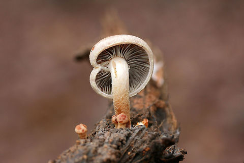 Brick caps (Hypholoma lateritium) Growing on rotting wood at the edge of a dense mixed forest.
https://www.jungledragon.com/image/71643/smoky-gilled_hypholoma_hypholoma_capnoides.html Brick cap,Fall,Geotagged,Hypholoma capnoides,Hypholoma lateritium,Smoky-Gilled Hypholoma,United States