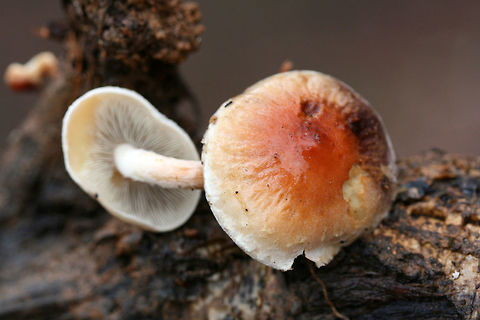 Brick caps (Hypholoma lateritium) Growing on rotting wood at the edge of a dense mixed forest.
https://www.jungledragon.com/image/71641/smoky-gilled_hypholoma_hypholoma_capnoides.html Brick cap,Fall,Geotagged,Hypholoma capnoides,Hypholoma lateritium,Smoky-Gilled Hypholoma,United States
