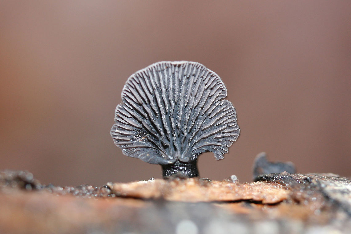 Resupinatus alboniger On the underside of a rotting hardwood log in a dense mixed forest. Most fruiting bodies are resupinate, but I found one rather large one with a prominent pseudostem(?). Pileus is smooth.<br />
<figure class="photo"><a href="https://www.jungledragon.com/image/71660/resupinatus_alboniger.html" title="Resupinatus alboniger"><img src="https://s3.amazonaws.com/media.jungledragon.com/images/3231/71660_thumb.jpg?AWSAccessKeyId=05GMT0V3GWVNE7GGM1R2&Expires=1759968010&Signature=uVyDMRzZ9BXEoKD3b9xJiFw3OWg%3D" width="200" height="134" alt="Resupinatus alboniger On the underside of a rotting hardwood log in a dense mixed forest. Most fruiting bodies are resupinate, but I found one rather large one with a prominent pseudostem(?). Pileus is smooth.<br />
https://www.jungledragon.com/image/71659/resupinatus_alboniger.html Fall,Geotagged,Resupinatus alboniger,United States,black,black fungi,black fungus,fungi,fungus,gray,gray fungi,gray fungus,mushroom,mushrooms,resupinate,resupinate fungi,resupinate fungus,saprobe,saprobic" /></a></figure> Fall,Geotagged,Resupinatus alboniger,United States,black,black fungi,black fungus,fungi,fungus,gray,gray fungi,gray fungus,mushroom,mushrooms,resupinate,resupinate fungi,resupinate fungus,saprobe,saprobic
