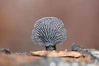 Resupinatus alboniger On the underside of a rotting hardwood log in a dense mixed forest. Most fruiting bodies are resupinate, but I found one rather large one with a prominent pseudostem(?). Pileus is smooth.<br />
https://www.jungledragon.com/image/71660/resupinatus_alboniger.html Fall,Geotagged,Resupinatus alboniger,United States,black,black fungi,black fungus,fungi,fungus,gray,gray fungi,gray fungus,mushroom,mushrooms,resupinate,resupinate fungi,resupinate fungus,saprobe,saprobic