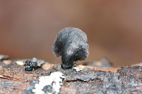 Resupinatus alboniger On the underside of a rotting hardwood log in a dense mixed forest. Most fruiting bodies are resupinate, but I found one rather large one with a prominent pseudostem(?). Pileus is smooth.
https://www.jungledragon.com/image/71659/resupinatus_alboniger.html Fall,Geotagged,Resupinatus alboniger,United States,black,black fungi,black fungus,fungi,fungus,gray,gray fungi,gray fungus,mushroom,mushrooms,resupinate,resupinate fungi,resupinate fungus,saprobe,saprobic