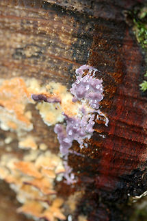 Violet-toothed Polypore (Trichaptum biforme) Immature growth on rowing on a rotting, fallen white oak tree. Some guttation visible! Fall,Geotagged,Trichaptum biforme,United States