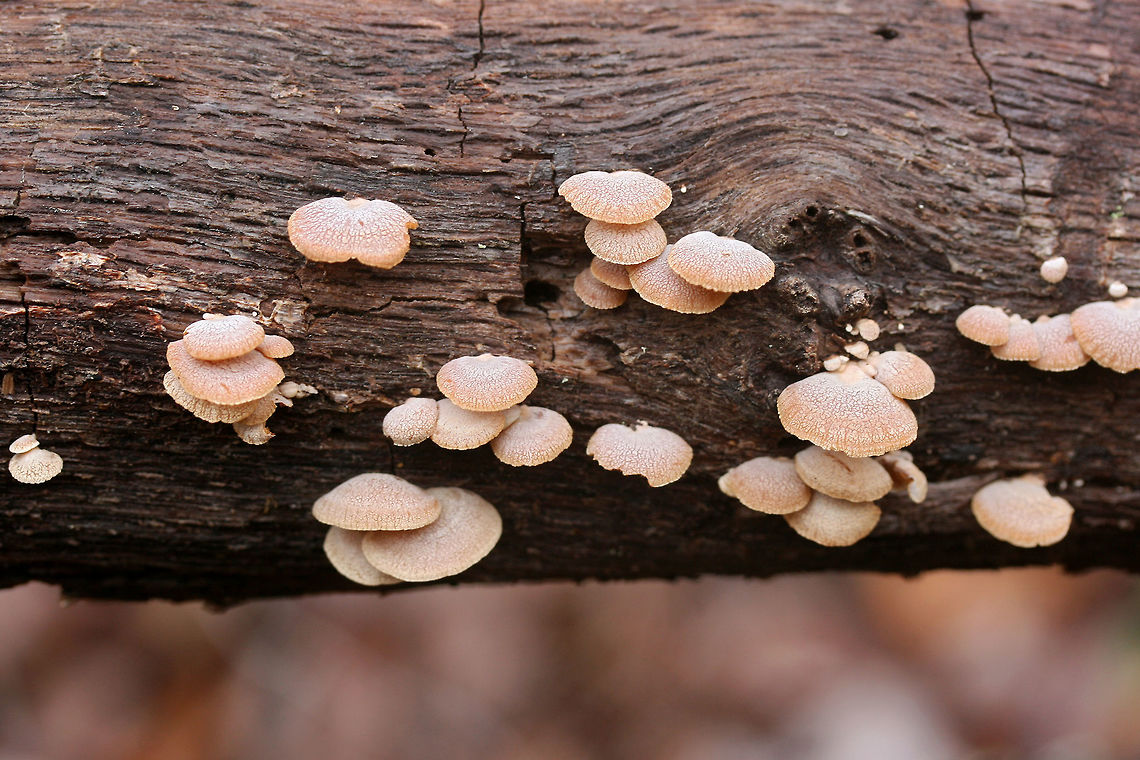 Luminescent Panellus (Panellus stipticus) Growing on a rotting white oak in a dense mixed forest.<br />
<figure class="photo"><a href="https://www.jungledragon.com/image/71665/luminescent_panellus_panellus_stipticus.html" title="Luminescent Panellus (Panellus stipticus)"><img src="https://s3.amazonaws.com/media.jungledragon.com/images/3231/71665_thumb.jpg?AWSAccessKeyId=05GMT0V3GWVNE7GGM1R2&Expires=1770854410&Signature=GraFj75DLvS5DxnFHMcMhleeWv8%3D" width="200" height="134" alt="Luminescent Panellus (Panellus stipticus) Growing on a rotting white oak in a dense mixed forest.<br />
https://www.jungledragon.com/image/71664/luminescent_panellus_panellus_stipticus.html Bitter oyster,Fall,Geotagged,Panellus stipticus,United States" /></a></figure> Bitter oyster,Fall,Geotagged,Panellus stipticus,United States