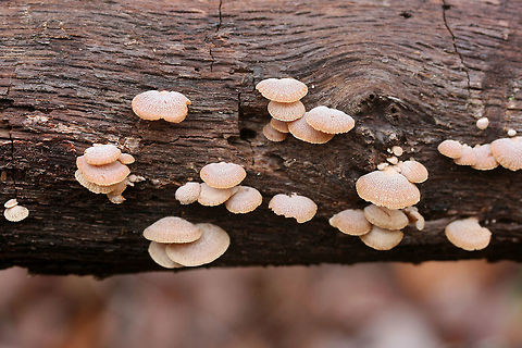 Luminescent Panellus (Panellus stipticus) Growing on a rotting white oak in a dense mixed forest.
https://www.jungledragon.com/image/71665/luminescent_panellus_panellus_stipticus.html Bitter oyster,Fall,Geotagged,Panellus stipticus,United States