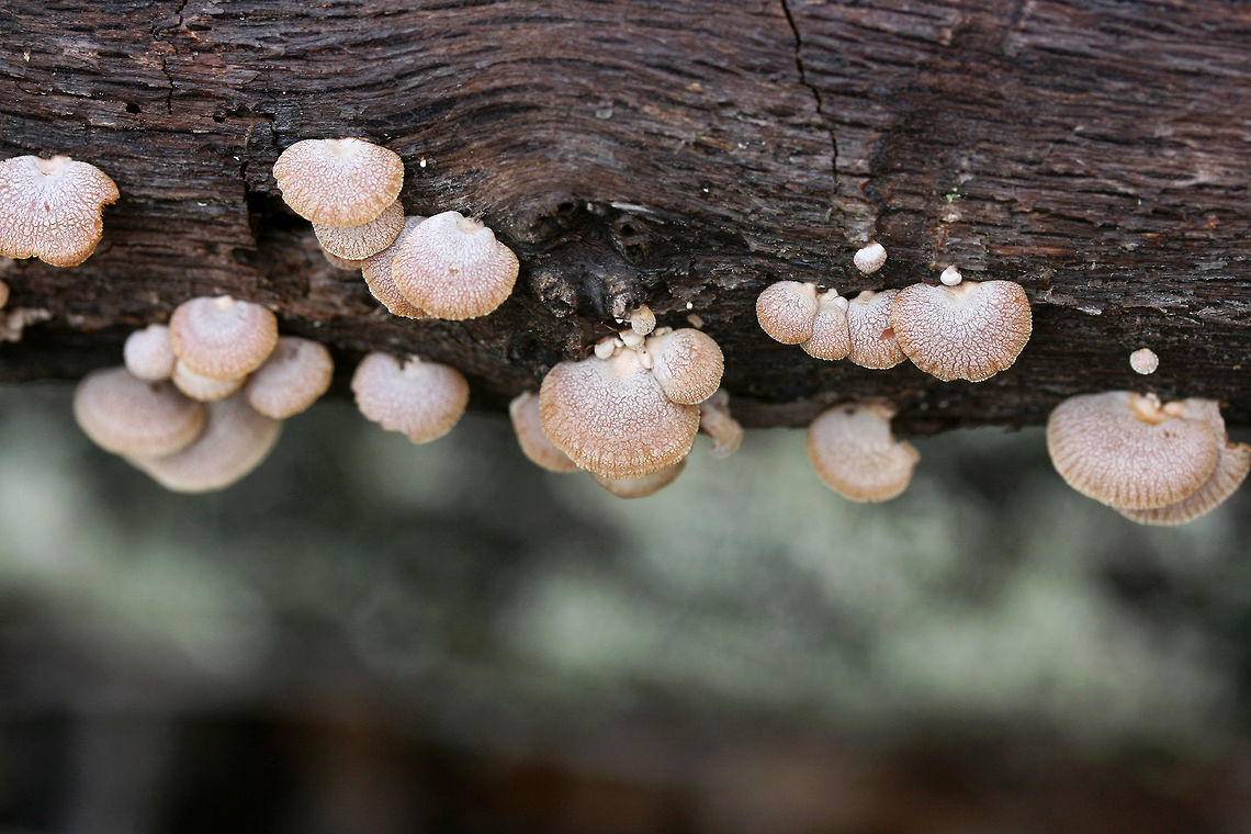 Luminescent Panellus (Panellus stipticus) Growing on a rotting white oak in a dense mixed forest.<br />
<figure class="photo"><a href="https://www.jungledragon.com/image/71664/luminescent_panellus_panellus_stipticus.html" title="Luminescent Panellus (Panellus stipticus)"><img src="https://s3.amazonaws.com/media.jungledragon.com/images/3231/71664_thumb.jpg?AWSAccessKeyId=05GMT0V3GWVNE7GGM1R2&Expires=1770854410&Signature=ixRnjvpYOg3JYH7vcpZIuue%2BgLk%3D" width="200" height="134" alt="Luminescent Panellus (Panellus stipticus) Growing on a rotting white oak in a dense mixed forest.<br />
https://www.jungledragon.com/image/71665/luminescent_panellus_panellus_stipticus.html Bitter oyster,Fall,Geotagged,Panellus stipticus,United States" /></a></figure> Bitter oyster,Fall,Geotagged,Panellus stipticus,United States