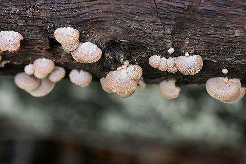 Luminescent Panellus (Panellus stipticus) Growing on a rotting white oak in a dense mixed forest.
https://www.jungledragon.com/image/71664/luminescent_panellus_panellus_stipticus.html Bitter oyster,Fall,Geotagged,Panellus stipticus,United States