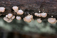 Luminescent Panellus (Panellus stipticus) Growing on a rotting white oak in a dense mixed forest.<br />
https://www.jungledragon.com/image/71664/luminescent_panellus_panellus_stipticus.html Bitter oyster,Fall,Geotagged,Panellus stipticus,United States