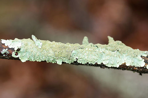 Canoparmelia caroliniana Lichen growing on a cedar branch in a dense mixed forest.
https://www.jungledragon.com/image/71726/canoparmelia_caroliniana.html Canoparmelia caroliniana,Geotagged,United States,Winter