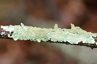 Canoparmelia caroliniana Lichen growing on a cedar branch in a dense mixed forest.<br />
https://www.jungledragon.com/image/71726/canoparmelia_caroliniana.html Canoparmelia caroliniana,Geotagged,United States,Winter