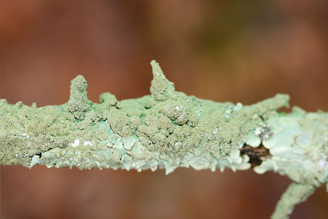 Canoparmelia caroliniana Lichen growing on a cedar branch in a dense mixed forest.<br />
<figure class="photo"><a href="https://www.jungledragon.com/image/71725/canoparmelia_caroliniana.html" title="Canoparmelia caroliniana"><img src="https://s3.amazonaws.com/media.jungledragon.com/images/3231/71725_thumb.jpg?AWSAccessKeyId=05GMT0V3GWVNE7GGM1R2&Expires=1759968010&Signature=2AXN8fwg2LXjEhjeztXDBXqLoKc%3D" width="200" height="134" alt="Canoparmelia caroliniana Lichen growing on a cedar branch in a dense mixed forest.<br />
https://www.jungledragon.com/image/71726/canoparmelia_caroliniana.html Canoparmelia caroliniana,Geotagged,United States,Winter" /></a></figure> Canoparmelia caroliniana,Geotagged,United States,Winter