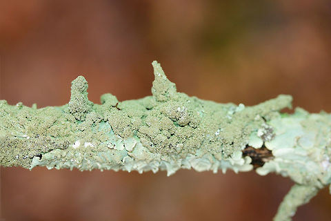 Canoparmelia caroliniana Lichen growing on a cedar branch in a dense mixed forest.
https://www.jungledragon.com/image/71725/canoparmelia_caroliniana.html Canoparmelia caroliniana,Geotagged,United States,Winter