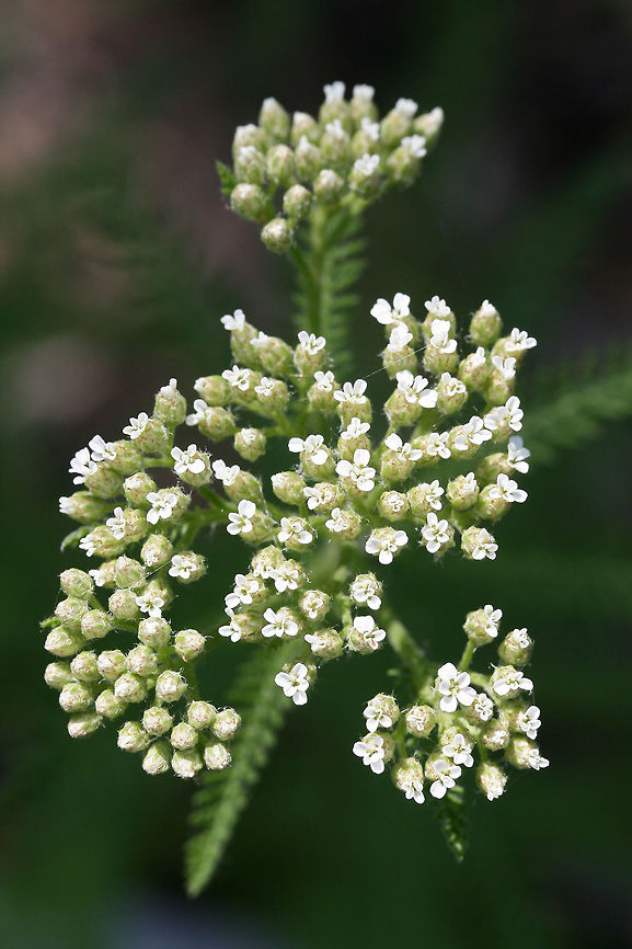 Yarrow (Achillea millefolium) Growing in an overgrown backyard habitat.<br />
<figure class="photo"><a href="https://www.jungledragon.com/image/71728/yarrow_achillea_millefolium.html" title="Yarrow (Achillea millefolium)"><img src="https://s3.amazonaws.com/media.jungledragon.com/images/3231/71728_thumb.JPG?AWSAccessKeyId=05GMT0V3GWVNE7GGM1R2&Expires=1770854410&Signature=hcT3v9PuKKQgDmIrB8ZOVDaAcxM%3D" width="200" height="134" alt="Yarrow (Achillea millefolium) Growing in an overgrown backyard habitat.<br />
https://www.jungledragon.com/image/71727/yarrow_achillea_millefolium.html Achillea millefolium,Common yarrow,Geotagged,Spring,United States" /></a></figure> Achillea millefolium,Common yarrow,Geotagged,Spring,United States
