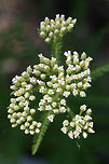 Yarrow (Achillea millefolium) Growing in an overgrown backyard habitat.<br />
https://www.jungledragon.com/image/71728/yarrow_achillea_millefolium.html Achillea millefolium,Common yarrow,Geotagged,Spring,United States