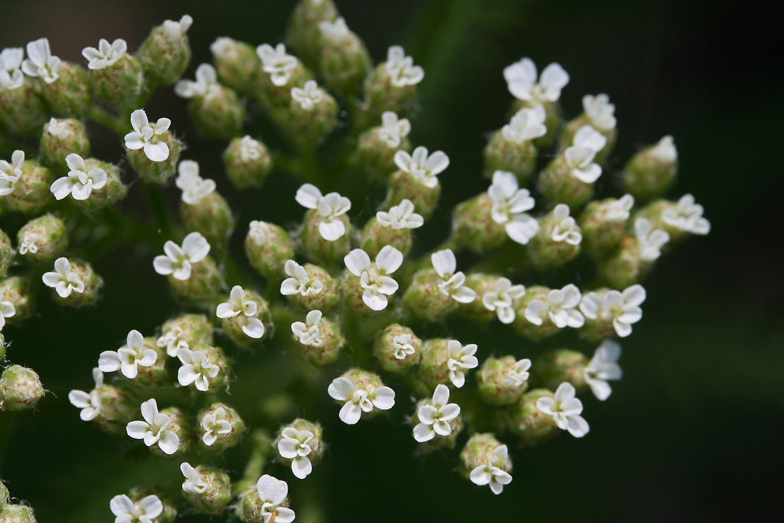 Yarrow (Achillea millefolium) Growing in an overgrown backyard habitat.<br />
<figure class="photo"><a href="https://www.jungledragon.com/image/71727/yarrow_achillea_millefolium.html" title="Yarrow (Achillea millefolium)"><img src="https://s3.amazonaws.com/media.jungledragon.com/images/3231/71727_thumb.JPG?AWSAccessKeyId=05GMT0V3GWVNE7GGM1R2&Expires=1770854410&Signature=CCMHC8U6wCf6%2FOVnpjNolXmm1hQ%3D" width="102" height="152" alt="Yarrow (Achillea millefolium) Growing in an overgrown backyard habitat.<br />
https://www.jungledragon.com/image/71728/yarrow_achillea_millefolium.html Achillea millefolium,Common yarrow,Geotagged,Spring,United States" /></a></figure> Achillea millefolium,Common yarrow,Geotagged,Spring,United States
