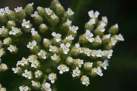 Yarrow (Achillea millefolium) Growing in an overgrown backyard habitat.<br />
https://www.jungledragon.com/image/71727/yarrow_achillea_millefolium.html Achillea millefolium,Common yarrow,Geotagged,Spring,United States