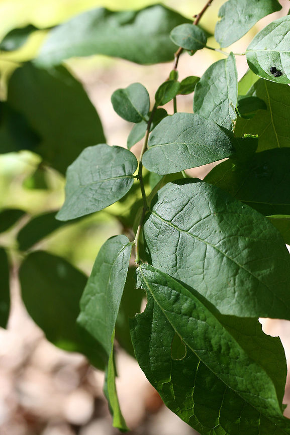 Deerberry (Vaccinium stamineum) Near the edge of a dense mixed hardwood/coniferous forest in NW Georgia (Gordon County), US.<br />
<br />
Sorry for the poor quality shots!<br />
<figure class="photo"><a href="https://www.jungledragon.com/image/71731/deerberry_vaccinium_stamineum.html" title="Deerberry (Vaccinium stamineum)"><img src="https://s3.amazonaws.com/media.jungledragon.com/images/3231/71731_thumb.JPG?AWSAccessKeyId=05GMT0V3GWVNE7GGM1R2&Expires=1767225610&Signature=sZjB7oICOkG7nzxL8xECWSfplA0%3D" width="200" height="134" alt="Deerberry (Vaccinium stamineum) Near the edge of a dense mixed hardwood/coniferous forest in NW Georgia (Gordon County), US.<br />
<br />
Sorry for the poor quality shots!<br />
https://www.jungledragon.com/image/71730/deerberry_vaccinium_stamineum.html Geotagged,Spring,United States,Vaccinium stamineum" /></a></figure><br />
<br />
 Geotagged,Spring,United States,Vaccinium stamineum