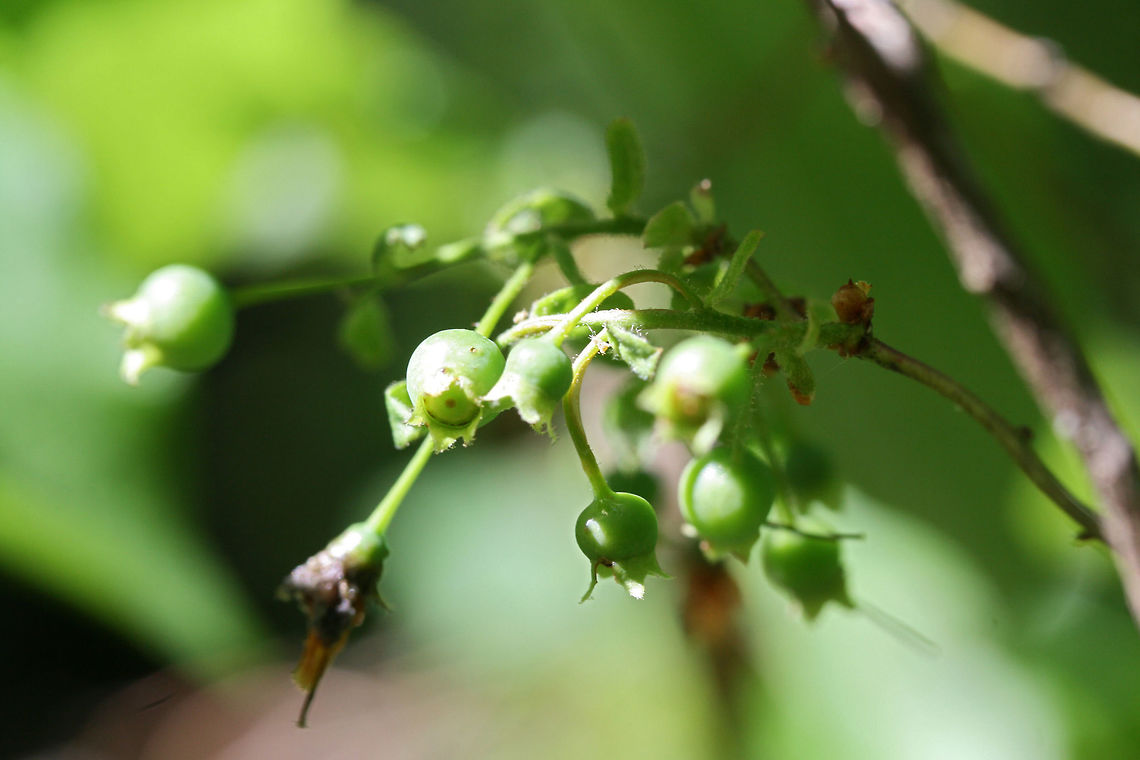 Deerberry (Vaccinium stamineum) Near the edge of a dense mixed hardwood/coniferous forest in NW Georgia (Gordon County), US.<br />
<br />
Sorry for the poor quality shots!<br />
<figure class="photo"><a href="https://www.jungledragon.com/image/71730/deerberry_vaccinium_stamineum.html" title="Deerberry (Vaccinium stamineum)"><img src="https://s3.amazonaws.com/media.jungledragon.com/images/3231/71730_thumb.JPG?AWSAccessKeyId=05GMT0V3GWVNE7GGM1R2&Expires=1767225610&Signature=WQZR0J%2Fz8hDgEQlfLg8JOgdmGXA%3D" width="102" height="152" alt="Deerberry (Vaccinium stamineum) Near the edge of a dense mixed hardwood/coniferous forest in NW Georgia (Gordon County), US.<br />
<br />
Sorry for the poor quality shots!<br />
https://www.jungledragon.com/image/71731/deerberry_vaccinium_stamineum.html<br />
<br />
 Geotagged,Spring,United States,Vaccinium stamineum" /></a></figure> Geotagged,Spring,United States,Vaccinium stamineum