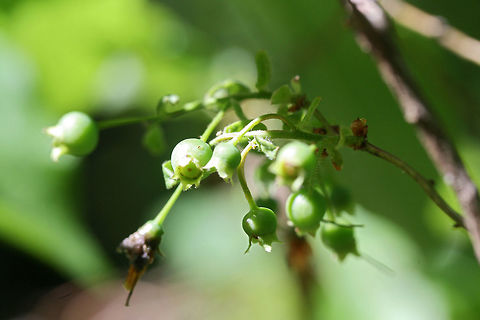 Deerberry (Vaccinium stamineum) Near the edge of a dense mixed hardwood/coniferous forest in NW Georgia (Gordon County), US.

Sorry for the poor quality shots!
https://www.jungledragon.com/image/71730/deerberry_vaccinium_stamineum.html Geotagged,Spring,United States,Vaccinium stamineum